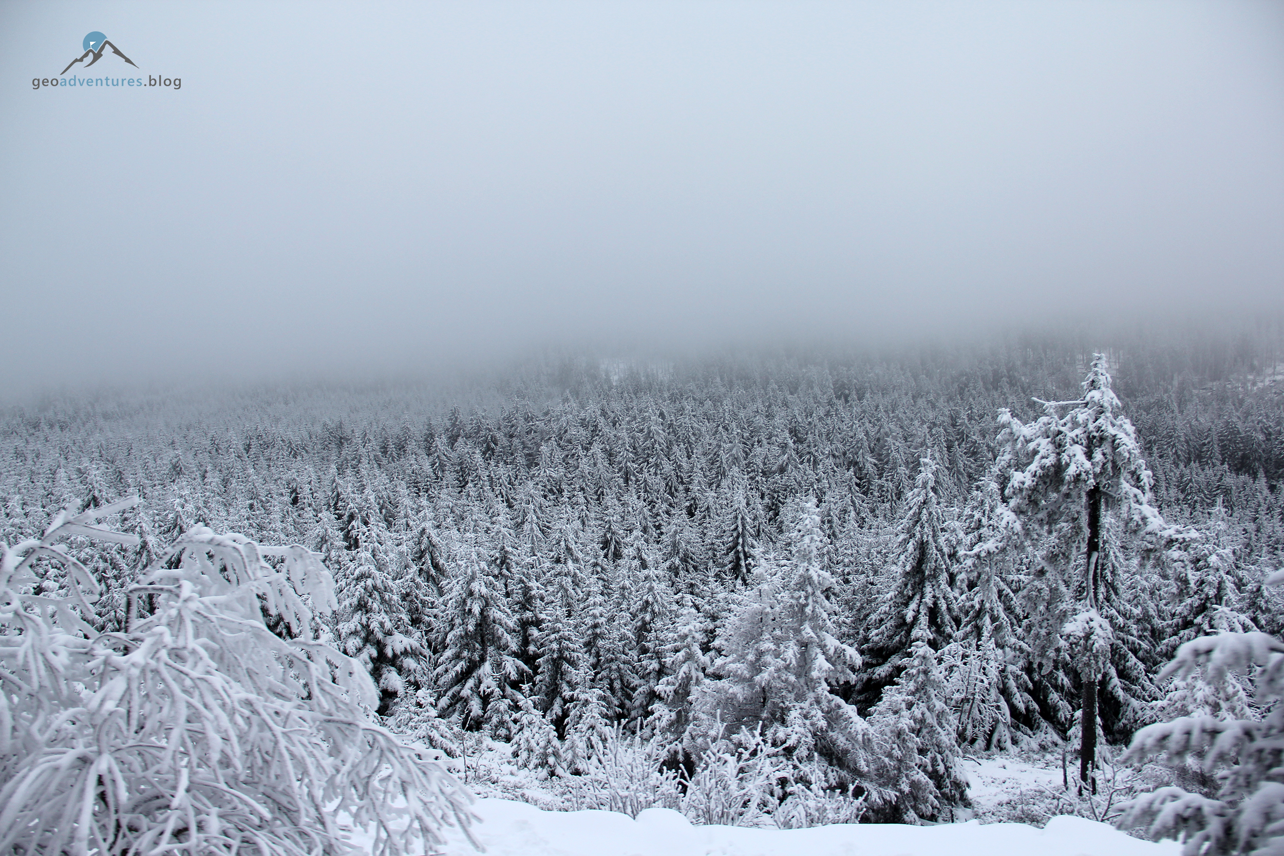 Schneebedeckter Harzer Fichtenwald