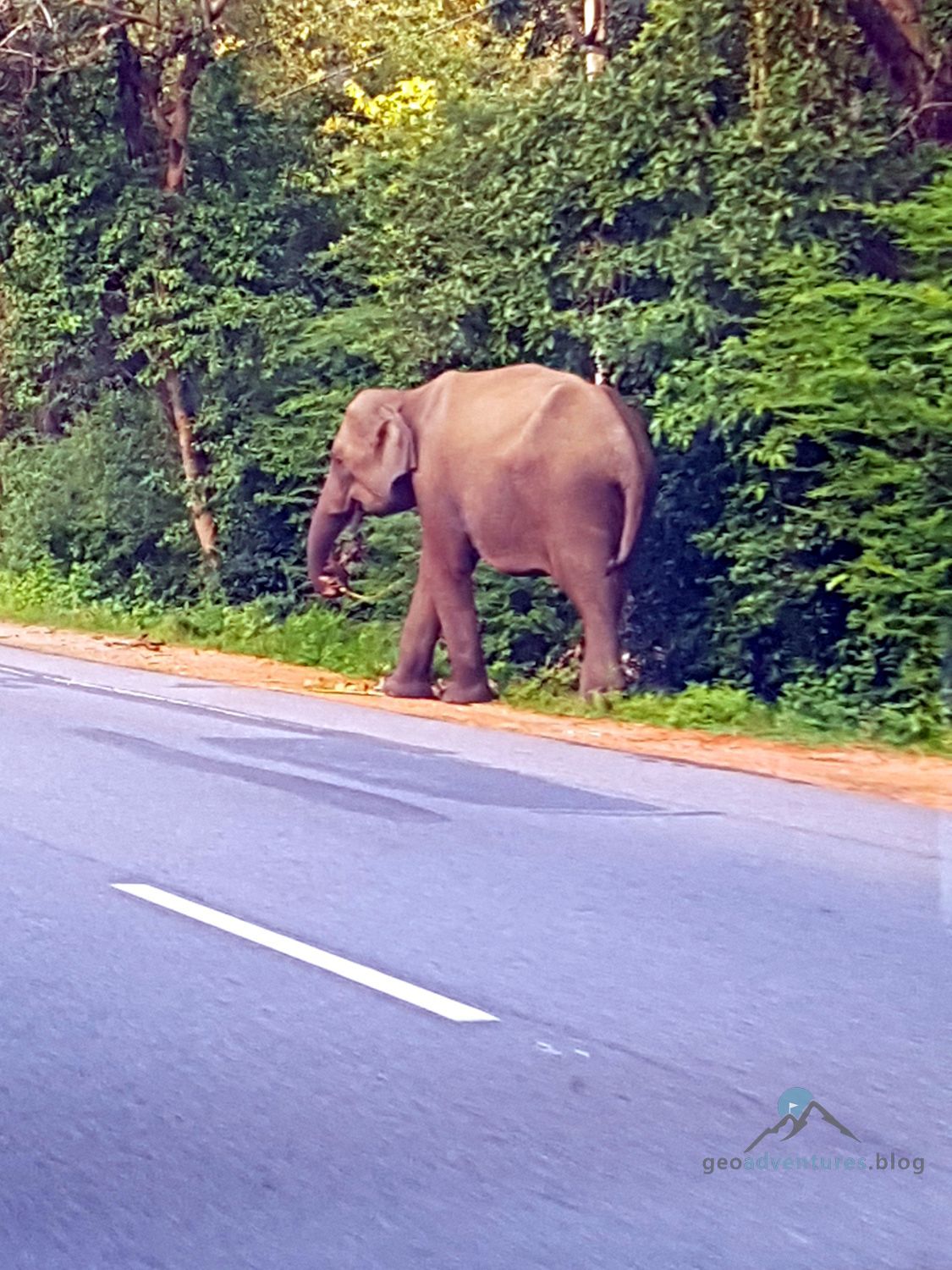 Geocaching Sri Lanka Elefant