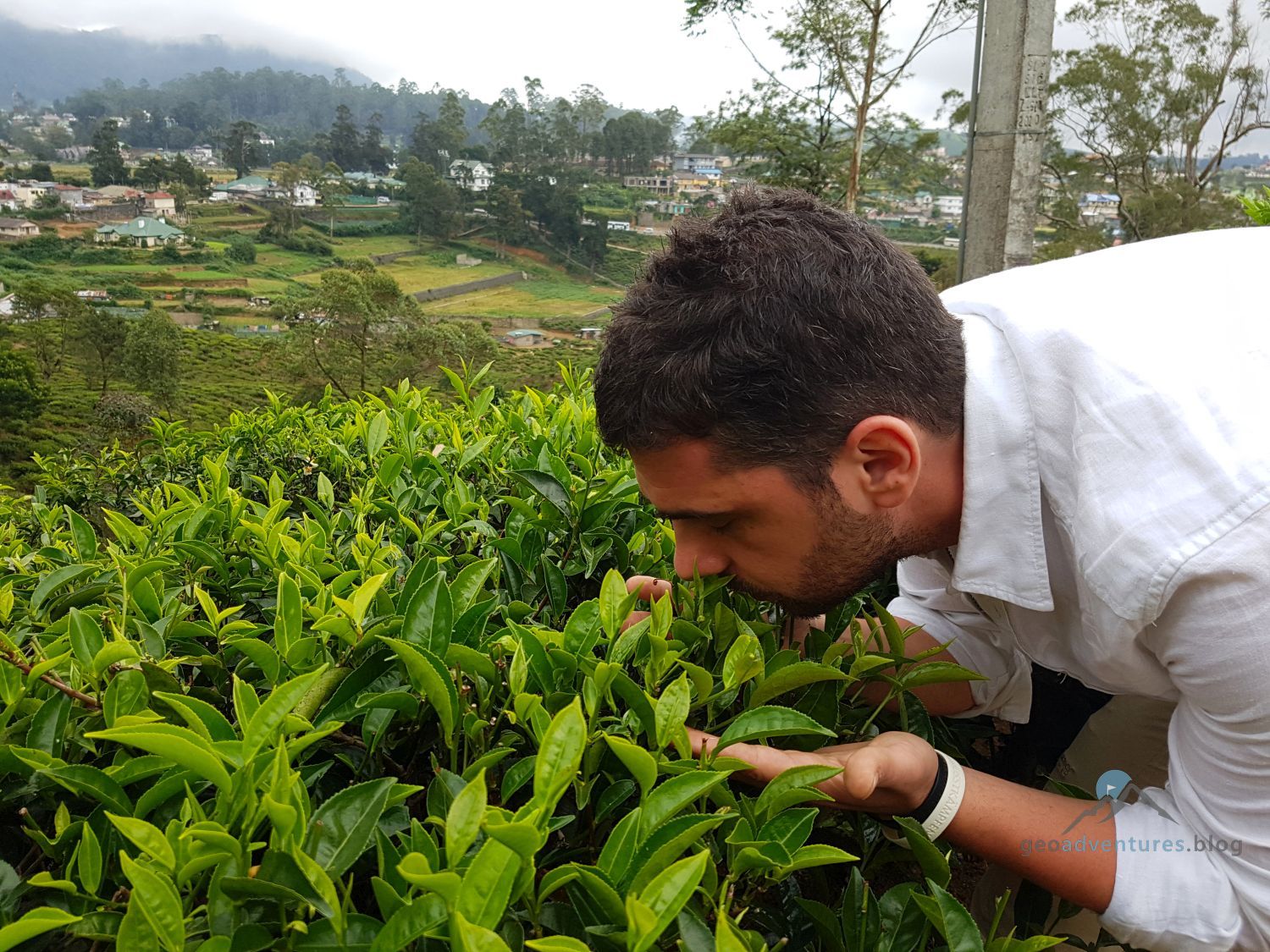 Begutachtung der Teepflanzen